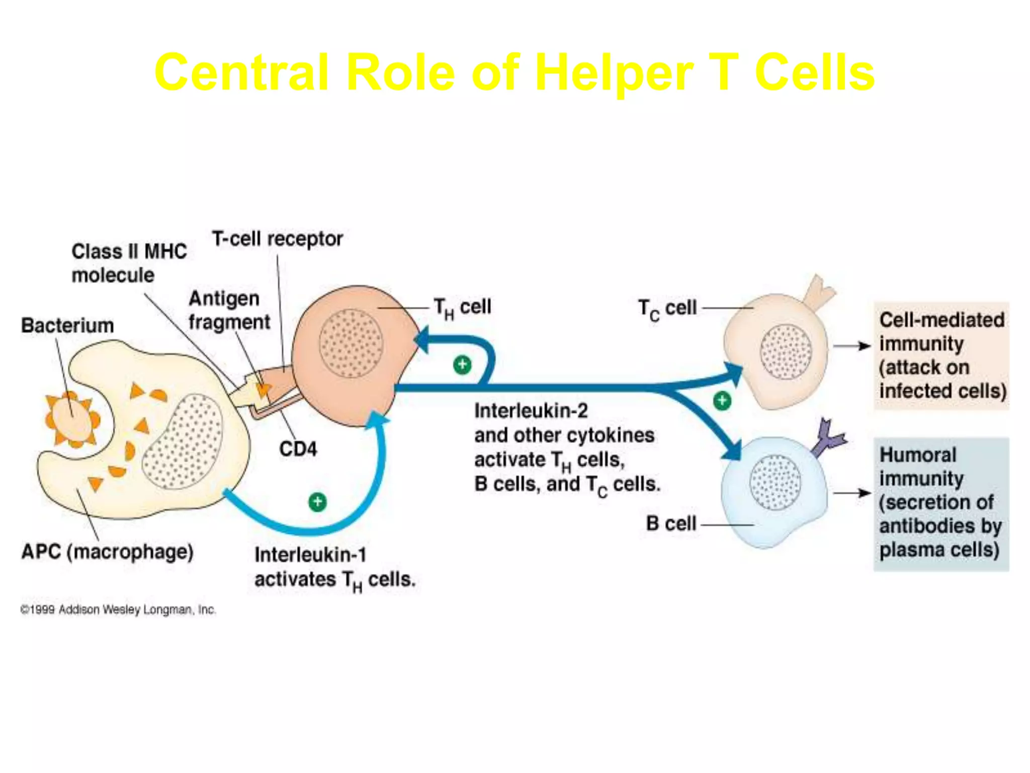 Central Role of Helper T Cells
 