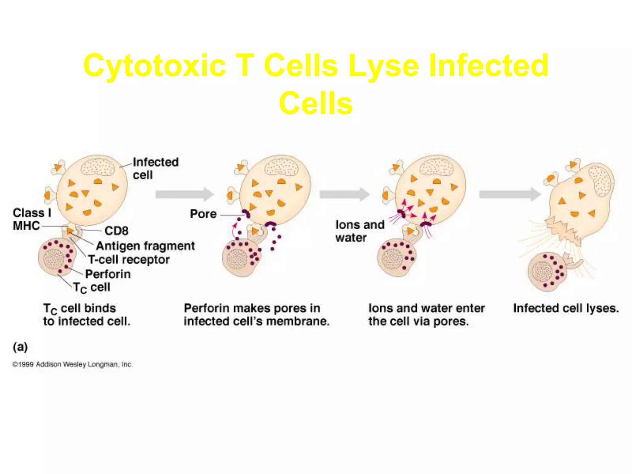 Cytotoxic T Cells Lyse Infected
Cells
 