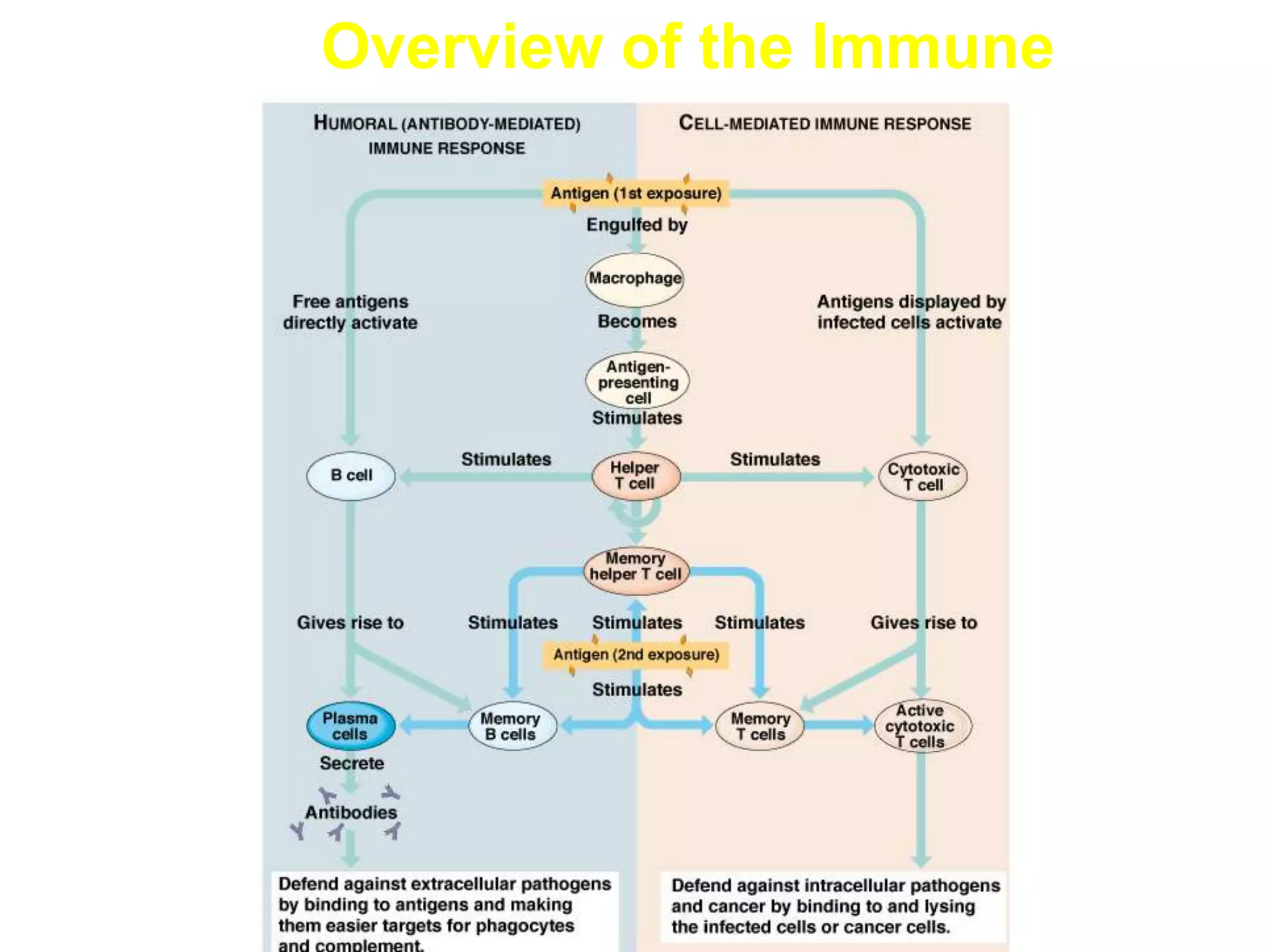 Overview of the Immune
Response
 
