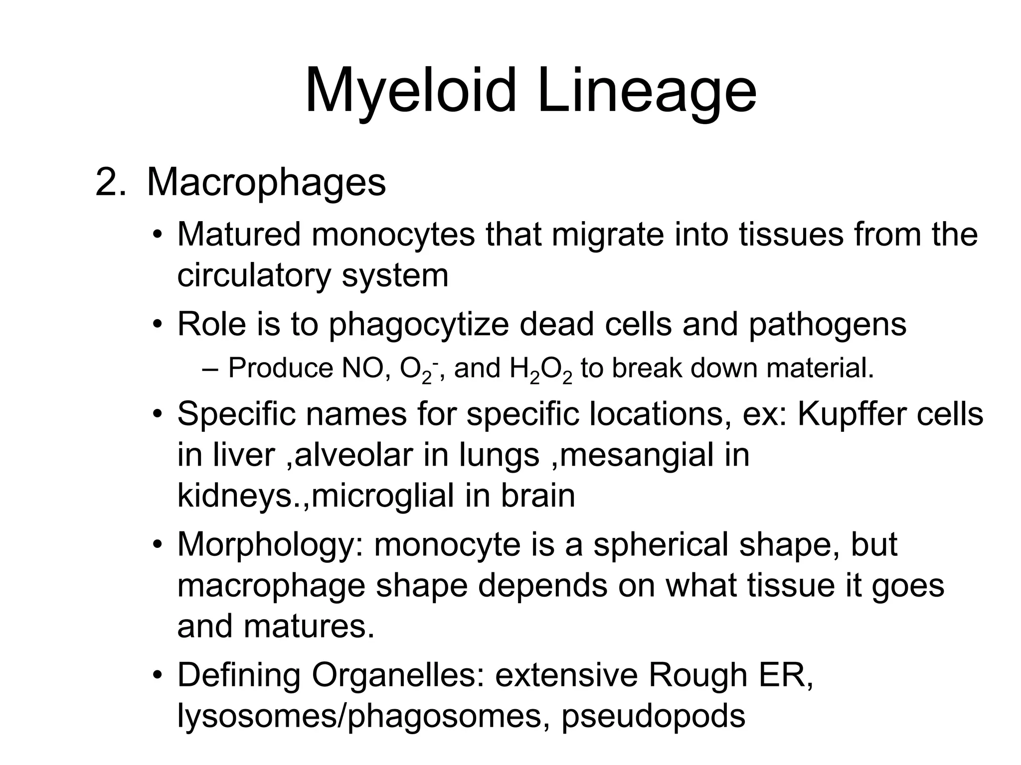 Myeloid Lineage
2. Macrophages
• Matured monocytes that migrate into tissues from the
circulatory system
• Role is to phagocytize dead cells and pathogens
– Produce NO, O2
-, and H2O2 to break down material.
• Specific names for specific locations, ex: Kupffer cells
in liver ,alveolar in lungs ,mesangial in
kidneys.,microglial in brain
• Morphology: monocyte is a spherical shape, but
macrophage shape depends on what tissue it goes
and matures.
• Defining Organelles: extensive Rough ER,
lysosomes/phagosomes, pseudopods
 