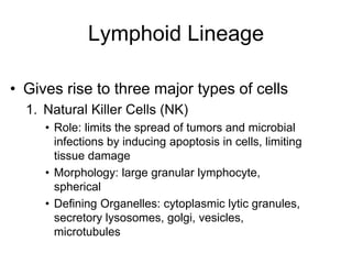 • Gives rise to three major types of cells
1. Natural Killer Cells (NK)
• Role: limits the spread of tumors and microbial
infections by inducing apoptosis in cells, limiting
tissue damage
• Morphology: large granular lymphocyte,
spherical
• Defining Organelles: cytoplasmic lytic granules,
secretory lysosomes, golgi, vesicles,
microtubules
Lymphoid Lineage
 