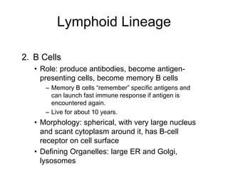 2. B Cells
• Role: produce antibodies, become antigen-
presenting cells, become memory B cells
– Memory B cells “remember” specific antigens and
can launch fast immune response if antigen is
encountered again.
– Live for about 10 years.
• Morphology: spherical, with very large nucleus
and scant cytoplasm around it, has B-cell
receptor on cell surface
• Defining Organelles: large ER and Golgi,
lysosomes
Lymphoid Lineage
 