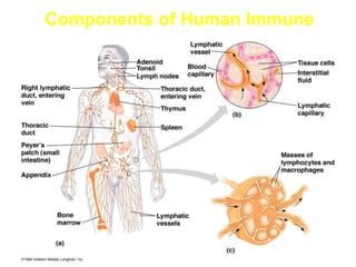 Components of Human Immune
System
 