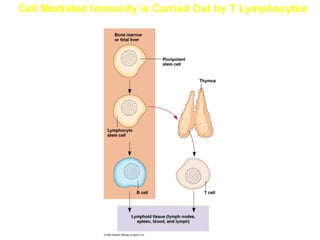 Cell Mediated Immunity is Carried Out by T Lymphocytes
 