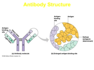 Antibody Structure
 