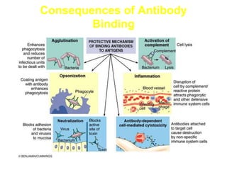 Consequences of Antibody
Binding
 