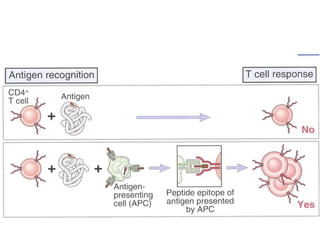Antiagen presentation cells
required
 