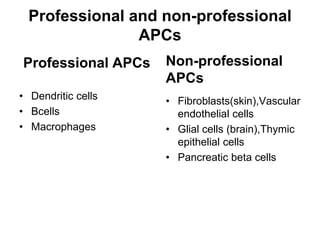 Professional and non-professional
APCs
Professional APCs
• Dendritic cells
• Bcells
• Macrophages
Non-professional
APCs
• Fibroblasts(skin),Vascular
endothelial cells
• Glial cells (brain),Thymic
epithelial cells
• Pancreatic beta cells
 
