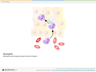 Neutrophils
Neutrophils move through the blood to the site of infection.
Free to share, print, make copies and changes. Get yours at www.boundless.com
Wikipedia. "NeutrophilerAktion." CC BY-SA https://en.wikipedia.org/wiki/File:NeutrophilerAktion.png View on Boundless.com
Immunology
 