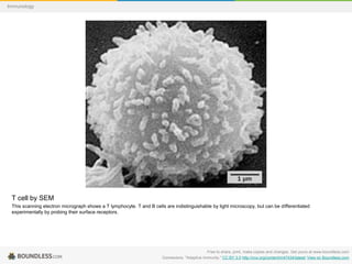 T cell by SEM
This scanning electron micrograph shows a T lymphocyte. T and B cells are indistinguishable by light microscopy, but can be differentiated
experimentally by probing their surface receptors.
Free to share, print, make copies and changes. Get yours at www.boundless.com
Connexions. "Adaptive Immunity." CC BY 3.0 http://cnx.org/content/m47434/latest/ View on Boundless.com
Immunology
 