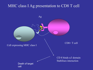Cell expressing MHC class I
Ag
CD8+ T cell
CD 8 binds 3 domain
Stabilises interaction
MHC class I Ag presentation to CD8 T cell
Death of target
cell
 