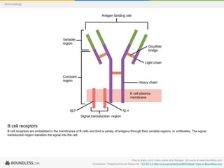 B cell receptors
B cell receptors are embedded in the membranes of B cells and bind a variety of antigens through their variable regions, or antibodies. The signal
transduction region transfers the signal into the cell.
Free to share, print, make copies and changes. Get yours at www.boundless.com
Connexions. "Adaptive Immune Response." CC BY 3.0 http://cnx.org/content/m44821/latest/ View on Boundless.com
Immunology
 