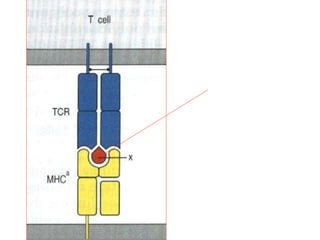 Antigen: linear
Protein fragments
How does antigen get
Into MHC binding cleft
How does endogenous
Ag bind MHC class I?
How does exogenous ag
Bind MHC class II?
 