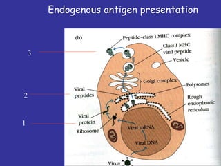 Endogenous antigen presentation
1
2
3
 