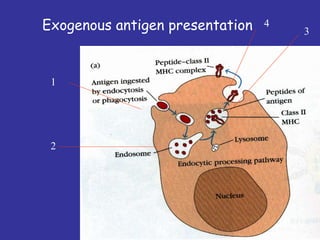 Exogenous antigen presentation
1
2
3
4
 