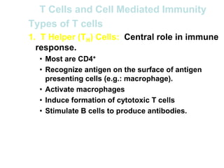 T Cells and Cell Mediated Immunity
Types of T cells
1. T Helper (TH) Cells: Central role in immune
response.
• Most are CD4+
• Recognize antigen on the surface of antigen
presenting cells (e.g.: macrophage).
• Activate macrophages
• Induce formation of cytotoxic T cells
• Stimulate B cells to produce antibodies.
 
