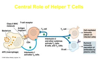 Central Role of Helper T Cells
 
