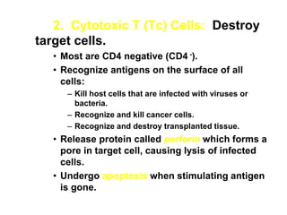 2. Cytotoxic T (Tc) Cells: Destroy
target cells.
• Most are CD4 negative (CD4 -).
• Recognize antigens on the surface of all
cells:
– Kill host cells that are infected with viruses or
bacteria.
– Recognize and kill cancer cells.
– Recognize and destroy transplanted tissue.
• Release protein called perforin which forms a
pore in target cell, causing lysis of infected
cells.
• Undergo apoptosis when stimulating antigen
is gone.
 