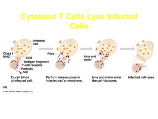Cytotoxic T Cells Lyse Infected
Cells
 