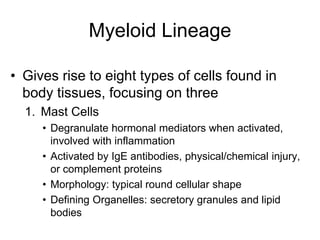 Myeloid Lineage
• Gives rise to eight types of cells found in
body tissues, focusing on three
1. Mast Cells
• Degranulate hormonal mediators when activated,
involved with inflammation
• Activated by IgE antibodies, physical/chemical injury,
or complement proteins
• Morphology: typical round cellular shape
• Defining Organelles: secretory granules and lipid
bodies
 