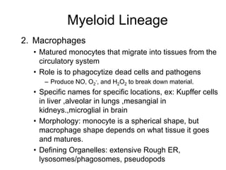 Myeloid Lineage
2. Macrophages
• Matured monocytes that migrate into tissues from the
circulatory system
• Role is to phagocytize dead cells and pathogens
– Produce NO, O2
-, and H2O2 to break down material.
• Specific names for specific locations, ex: Kupffer cells
in liver ,alveolar in lungs ,mesangial in
kidneys.,microglial in brain
• Morphology: monocyte is a spherical shape, but
macrophage shape depends on what tissue it goes
and matures.
• Defining Organelles: extensive Rough ER,
lysosomes/phagosomes, pseudopods
 