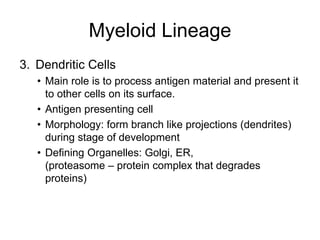 3. Dendritic Cells
• Main role is to process antigen material and present it
to other cells on its surface.
• Antigen presenting cell
• Morphology: form branch like projections (dendrites)
during stage of development
• Defining Organelles: Golgi, ER,
(proteasome – protein complex that degrades
proteins)
Myeloid Lineage
 