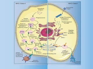 Antigen processing-and-presentation by mh cs-creative diagnostics | PPTX