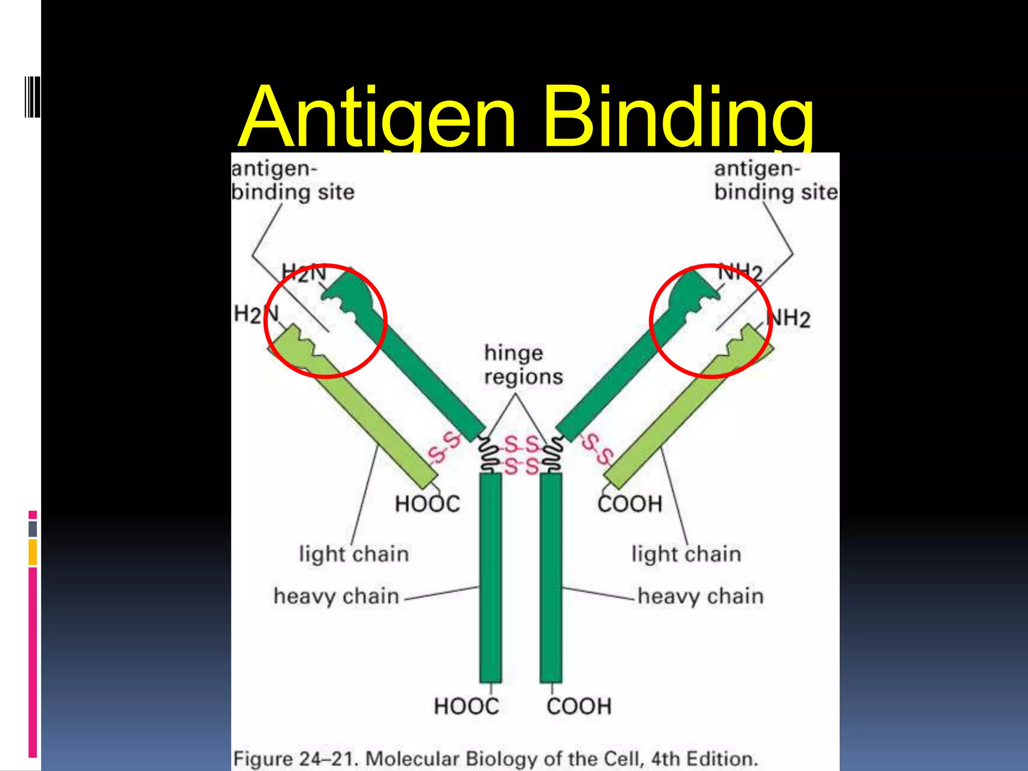 Antigen Binding
      site
 