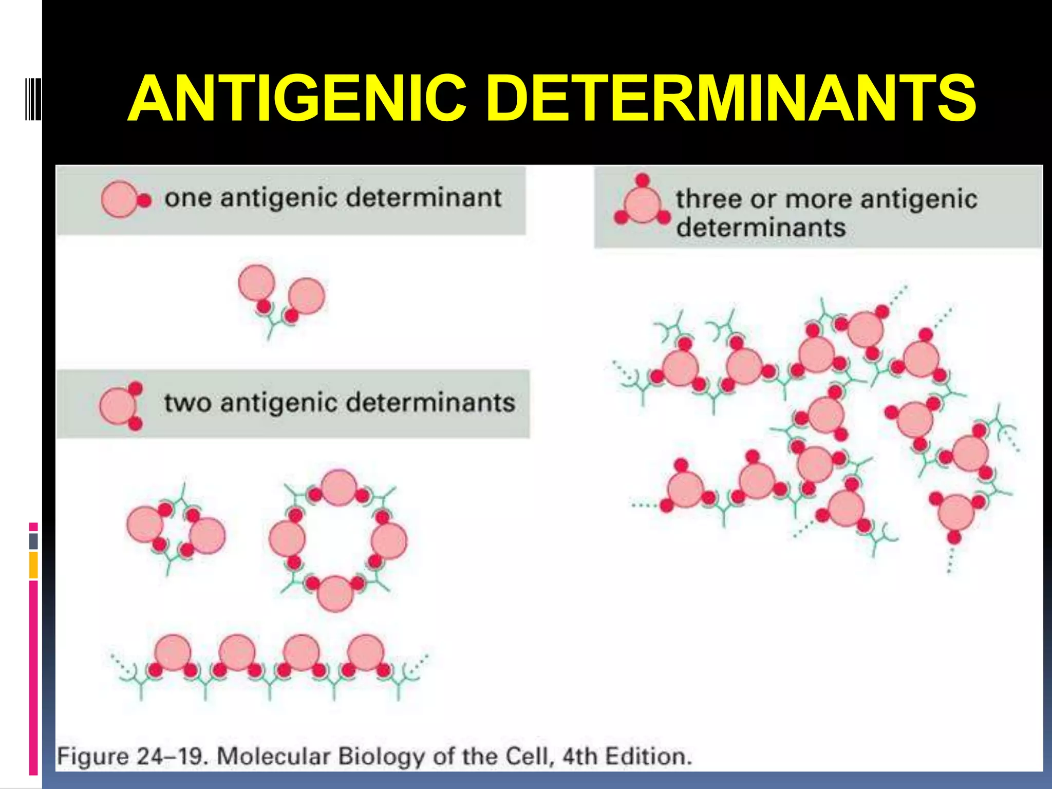 ANTIGENIC DETERMINANTS
 