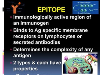 EPITOPE
 Immunologically active region of
  an Immunogen
 Binds to Ag specific membrane
  receptors on lymphocytes or
  secreted antibodies
 Determines the complexity of any
  antigen
 2 types & each have different
  properties
 