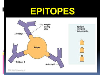 EPITOPES
 