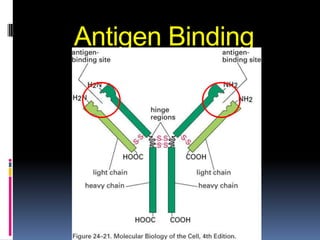 Antigen Binding
      site
 