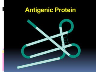 Antigenic Protein
 