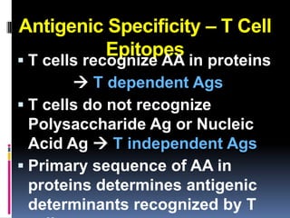 Antigenic Specificity – T Cell
         Epitopes
 T cells recognize AA in proteins
         T dependent Ags
 T cells do not recognize
  Polysaccharide Ag or Nucleic
  Acid Ag  T independent Ags
 Primary sequence of AA in
  proteins determines antigenic
  determinants recognized by T
 