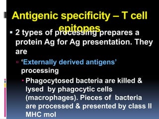 Antigenic specificity – T cell
              epitopesprepares a
 2 types of processing
 protein Ag for Ag presentation. They
 are
  ‘Externally derived antigens’
  processing
   Phagocytosed bacteria are killed &
    lysed by phagocytic cells
    (macrophages). Pieces of bacteria
    are processed & presented by class II
    MHC mol
 