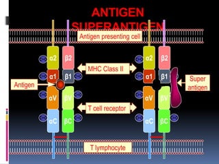ANTIGEN
                      SUPERANTIGEN
                            Antigen presenting cell


          CHO   α2   β2                           CHO   α2   β2
                                MHC Class II
          CHO   α1   β1   CHO                     CHO   α1   β1   CHO
                                                                         Super
Antigen                                                                 antigen
          CHO             CHO                     CHO             CHO
                αV   βV                                 αV   βV
                                T cell receptor
          CHO             CHO                     CHO             CHO
                αC βC                                   αC βC


                                T lymphocyte
 