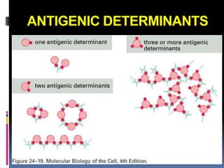 ANTIGENIC DETERMINANTS
 