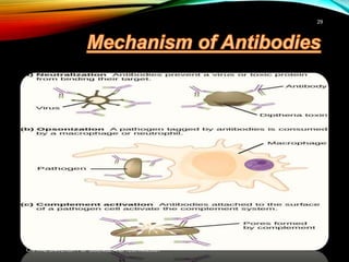 Antigen and antibodies | PPTX