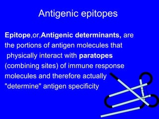 Antigenic epitopes
Epitope,or,Antigenic determinants, are
the portions of antigen molecules that
physically interact with paratopes
(combining sites) of immune response
molecules and therefore actually
"determine" antigen specificity
F
e
 