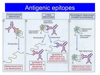 Antigenic epitopes
 