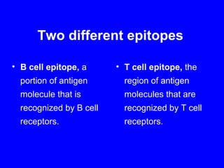 Two different epitopes
• B cell epitope, a
portion of antigen
molecule that is
recognized by B cell
receptors.
• T cell epitope, the
region of antigen
molecules that are
recognized by T cell
receptors.
 