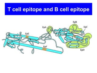 T cell epitope and B cell epitope
 