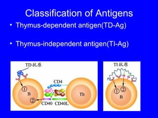 Classification of Antigens
• Thymus-dependent antigen(TD-Ag)
• Thymus-independent antigen(TI-Ag)
 