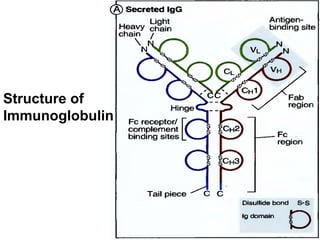 Structure of
Immunoglobulin
 