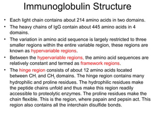 Immunoglobulin Structure
• Each light chain contains about 214 amino acids in two domains.
• The heavy chains of IgG contain about 445 amino acids in 4
domains.
• The variation in amino acid sequence is largely restricted to three
smaller regions within the entire variable region, these regions are
known as hypervariable regions.
• Between the hypervariable regions, the amino acid sequences are
relatively constant and termed as framework regions.
• The hinge region consists of about 12 amino acids located
between CH1 and CH2 domains. The hinge region contains many
hydrophilic and proline residues. The hydrophilic residues make
the peptide chains unfold and thus make this region readily
accessible to proteolytic enzymes. The proline residues make the
chain flexible. This is the region, where papain and pepsin act. This
region also contains all the interchain disulfide bonds.
 