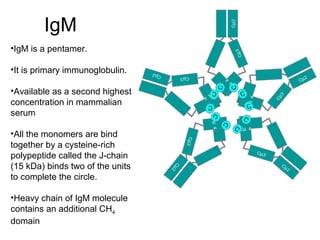 IgM
Cµ4
Cµ3
Cµ2
C
C
C
µ
4
Cµ3
Cµ2
C
C
Cµ 4
Cµ3
Cµ2
C
C
Cµ4
Cµ3Cµ2
C
C
Cµ4
Cµ3
Cµ2
C
C
•IgM is a pentamer.
•It is primary immunoglobulin.
•Available as a second highest
concentration in mammalian
serum
•All the monomers are bind
together by a cysteine-rich
polypeptide called the J-chain
(15 kDa) binds two of the units
to complete the circle.
•Heavy chain of IgM molecule
contains an additional CH4
domain
 
