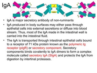 IgA
• IgA is major secretory antibody of non-ruminants
• IgA produced in body surfaces may either pass through
epithelial cells into external secretions or diffuse into blood
stream. Thus, most of the IgA made in the intestinal wall is
carried into the intestinal fluid.
• The IgA is transported through intestinal epithelial cells bound
to a receptor of 71 kDa protein known as the polymeric Ig
receptor (pIgR) or secretory component. Secretory
components binds covalently to IgA dimers to form a complex
molecule called secretory IgA (SIgA) and protects the IgA from
digestion by intertinal proteases.
JC C
S
S
S
S
C
C
S
S
S
S
C
C
s s
 