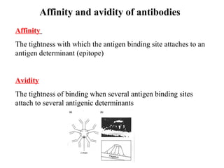 Affinity and avidity of antibodies
Affinity
The tightness with which the antigen binding site attaches to an
antigen determinant (epitope)
Avidity
The tightness of binding when several antigen binding sites
attach to several antigenic determinants
 