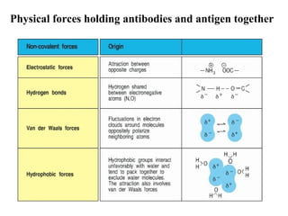 Physical forces holding antibodies and antigen together
 