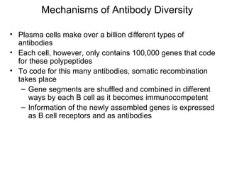 • Plasma cells make over a billion different types of
antibodies
• Each cell, however, only contains 100,000 genes that code
for these polypeptides
• To code for this many antibodies, somatic recombination
takes place
– Gene segments are shuffled and combined in different
ways by each B cell as it becomes immunocompetent
– Information of the newly assembled genes is expressed
as B cell receptors and as antibodies
Mechanisms of Antibody Diversity
 